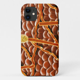 Powdery Mildew Fungus on Poinsettia Case-Mate iPhone Case