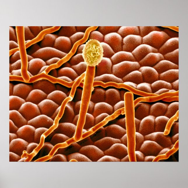 Powdery Mildew Fungus on Poinsettia Poster (Front)