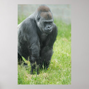 Power and Poise of Ozala Poster