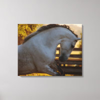 Power Of An Andalusian Mare