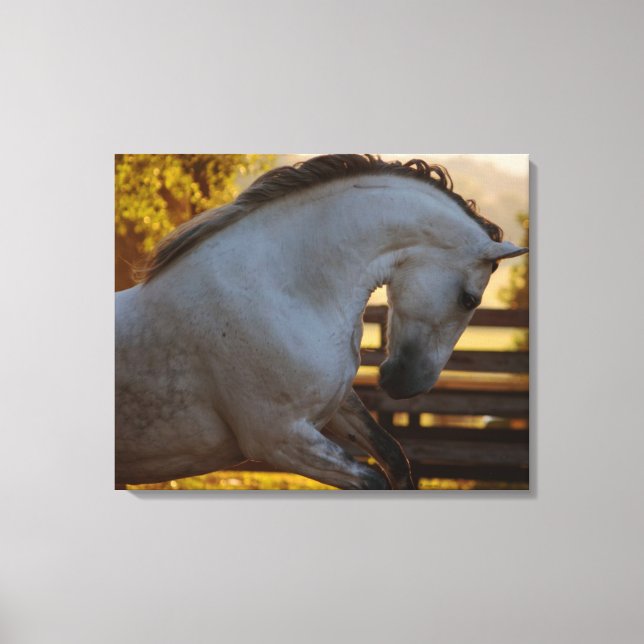 Power Of An Andalusian Mare Canvas Print (Front)