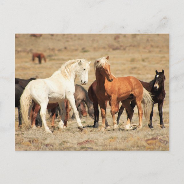 Power Play Postcard (Front)