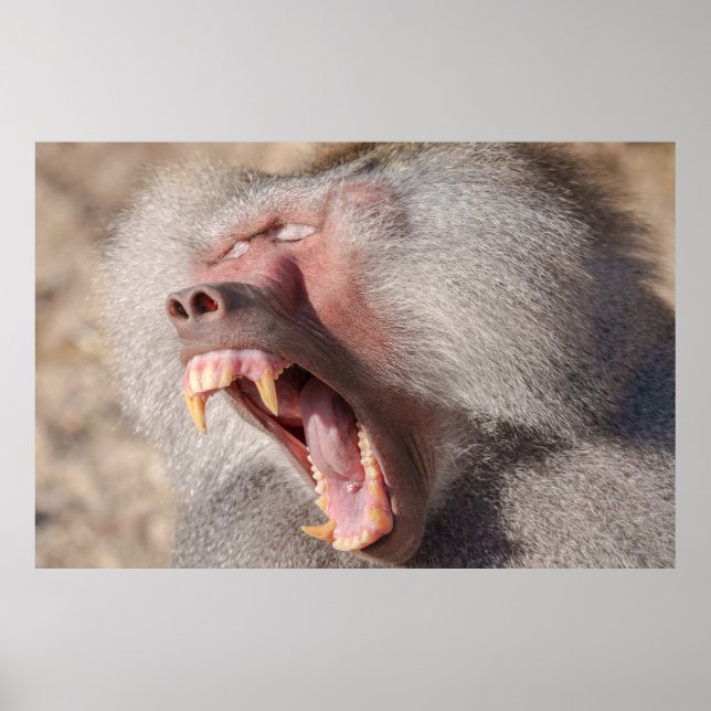 Power Unleashed - Male Baboon's Impressive Teeth Poster (Front)