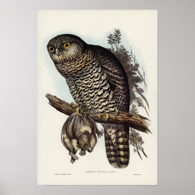 Powerful Owl by Elizabeth Gould Poster (Front)