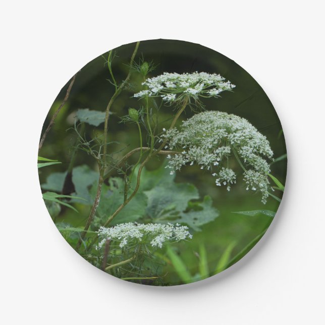 ppr plate template (Front)