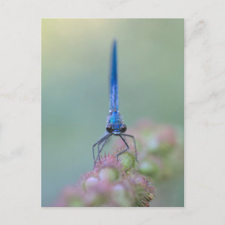 Prachtlibelle Postcard