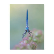 Prachtlibelle