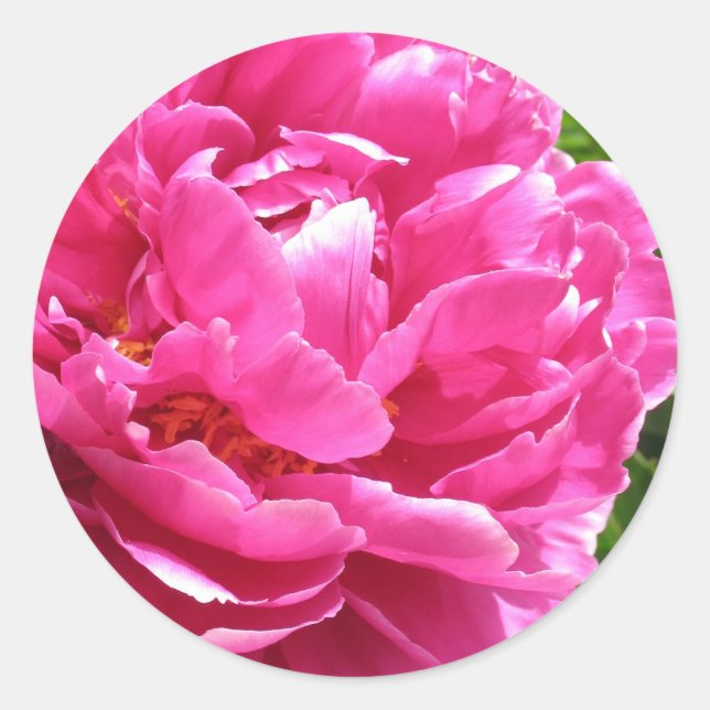 Practically Perfect Peony Classic Round Sticker (Front)