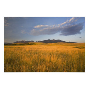 Praire grasslands in the foothills of the photo print