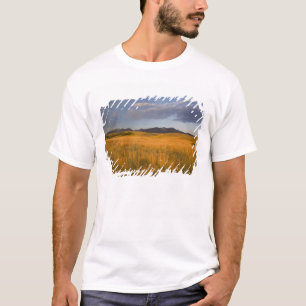 Praire grasslands in the foothills of the T-Shirt