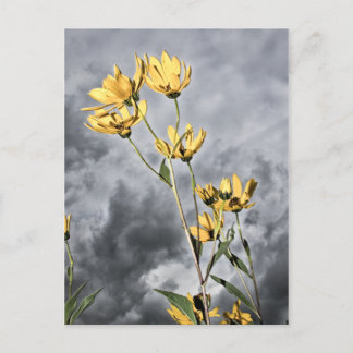 Prairie Beauty Postcard