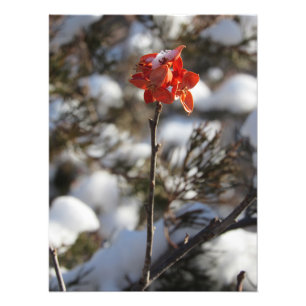 "Prairie Blossom" Photo Print