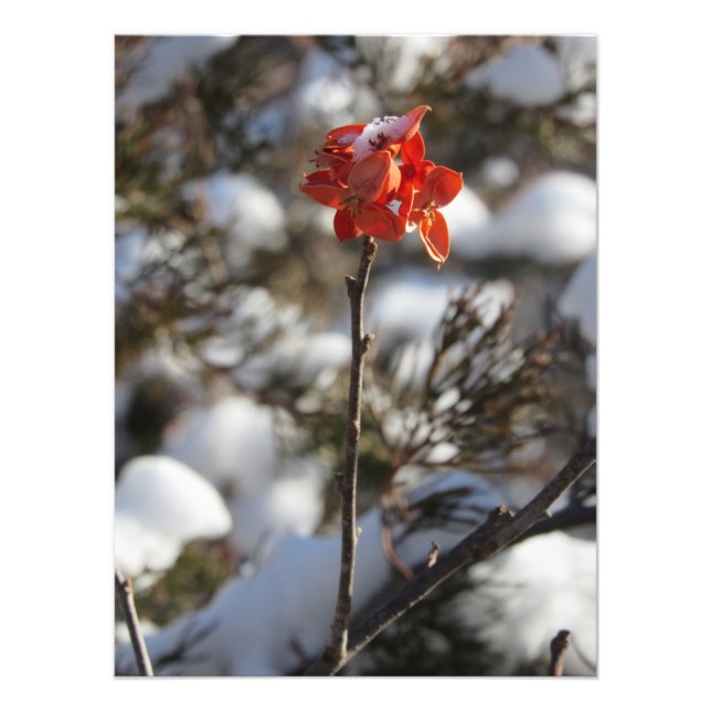 "Prairie Blossom" Photo Print (Front)