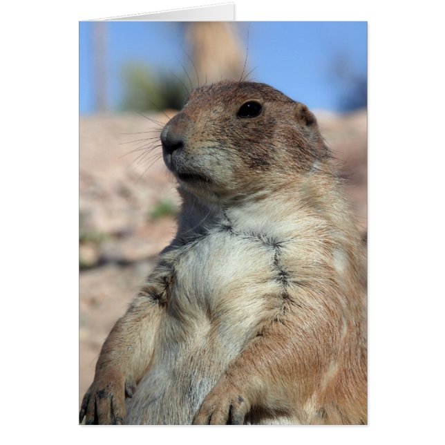 "Prairie Companion" Card.  Customise me! (Front)