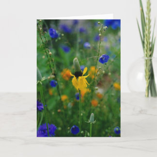 Prairie Coneflower - birthday Card