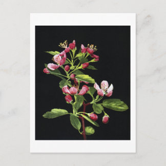 Prairie Crabapple Blossoms Postcard