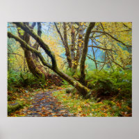 Prairie Creek Redwoods Fall Colours