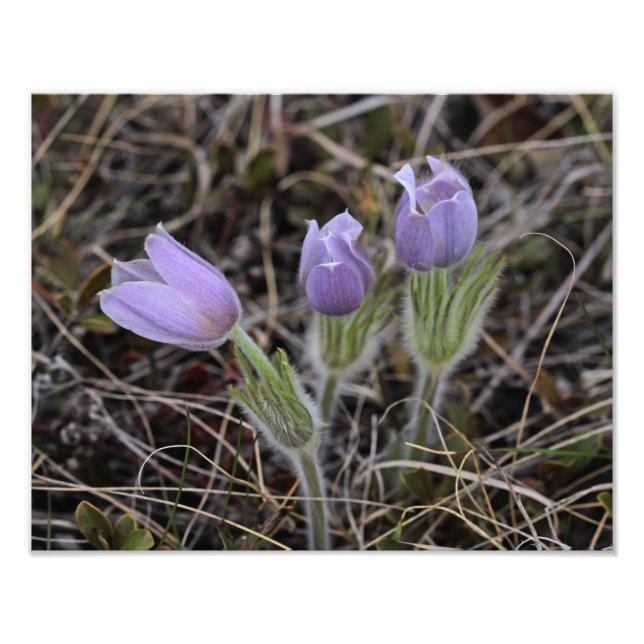 Prairie Crocus Photo Print (Front)