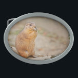 Prairie dog belt buckles<br><div class="desc">Prairie dog. This cute creature is just to nice and seems to be flattered as I also this image. I just let him alone as it is enjoying his breakfast. Wiki: Prairie dogs (genus Cynomys) are burrowing rodents native to the grasslands of North America. Prairie dogs are named for their...</div>