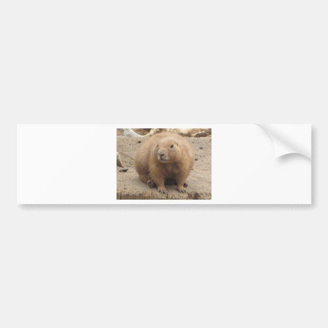 prairie dog bumper sticker (Front)