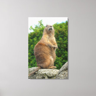 Prairie Dog Canvas Print