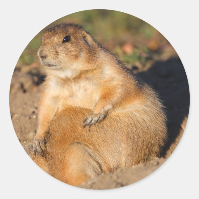prairie dog classic round sticker (Front)