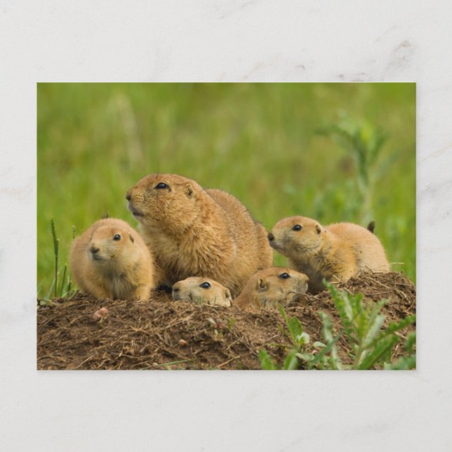 Prairie Dog Family on Den Postcard (Front)
