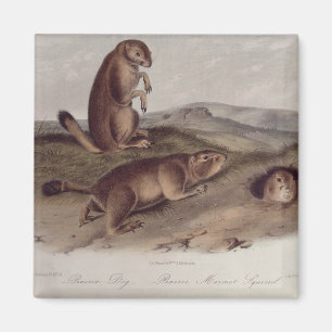 Prairie Dog from 'Quadrupeds of North America' Magnet