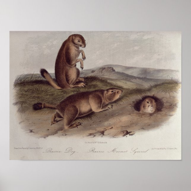 Prairie Dog from 'Quadrupeds of North America' Poster (Front)