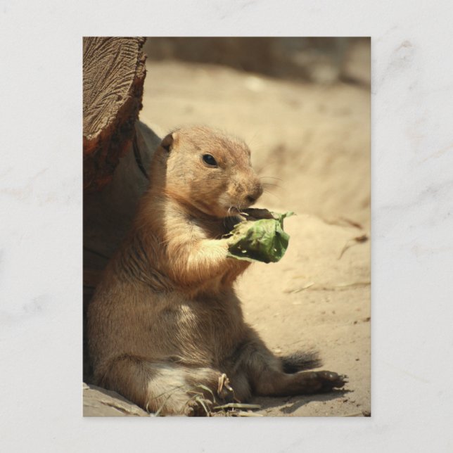 Prairie Dog Hanging Out  Postcard (Front)