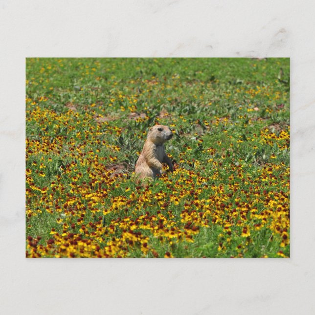 Prairie Dog in Flowers Postcard (Front)