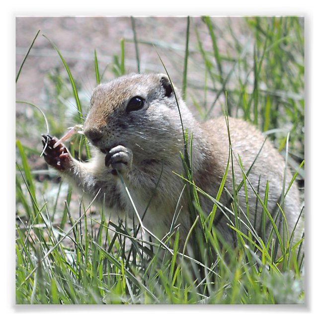 Prairie Dog In The Grass Photo Print (Front)