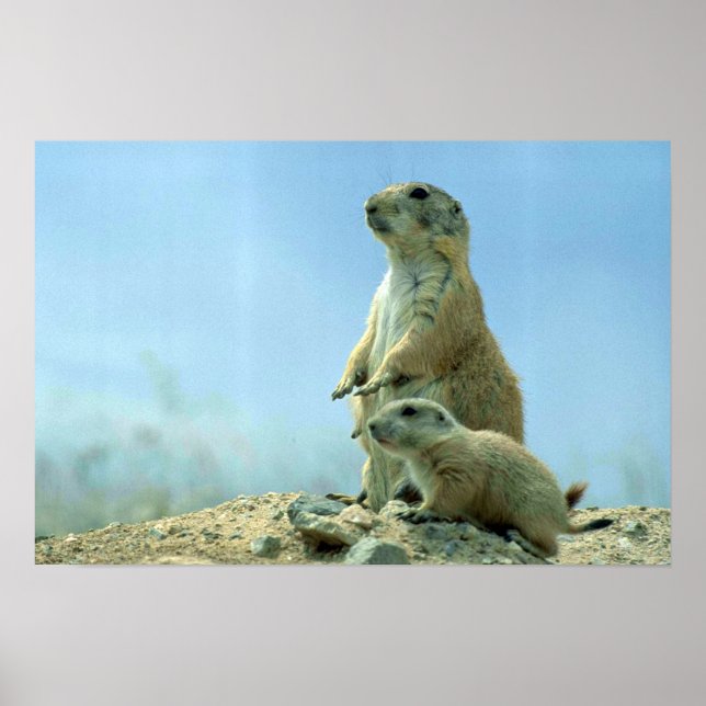 Prairie Dog Mother And Baby Poster (Front)