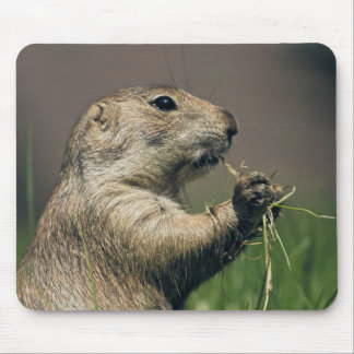 Prairie dog mouse pad