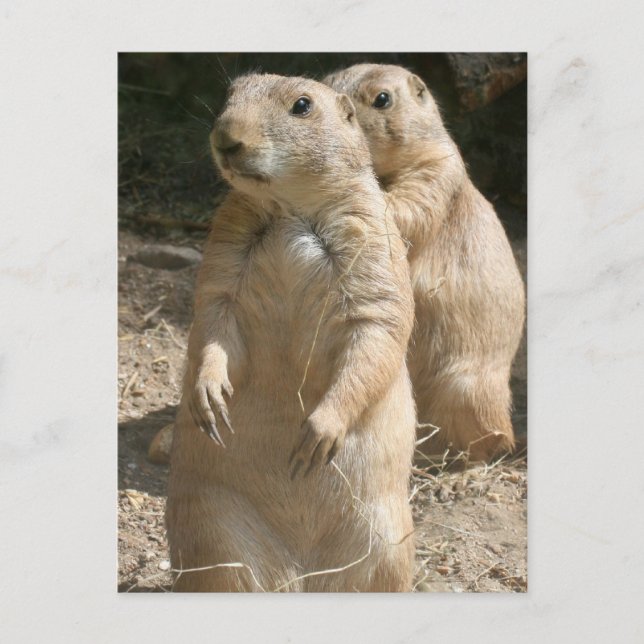 Prairie Dog Photo Postcard (Front)