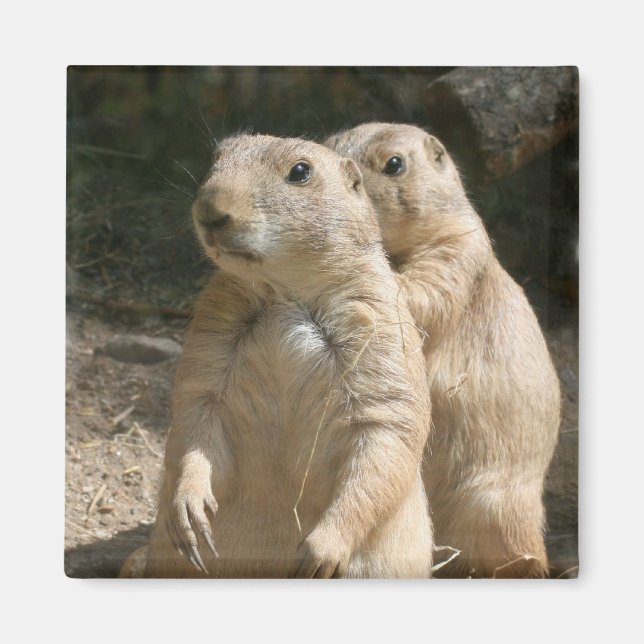 Prairie Dog Photo Square Magnet (Front)