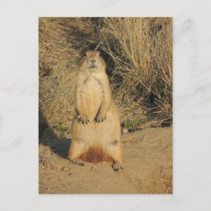 Prairie Dog Postcard