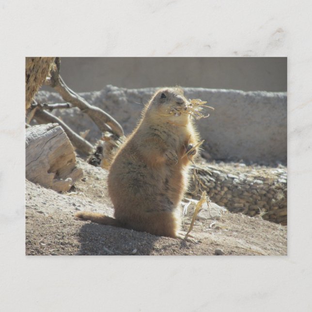 Prairie Dog Postcard (Front)