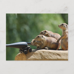 Prairie Dog Soldiers Postcard