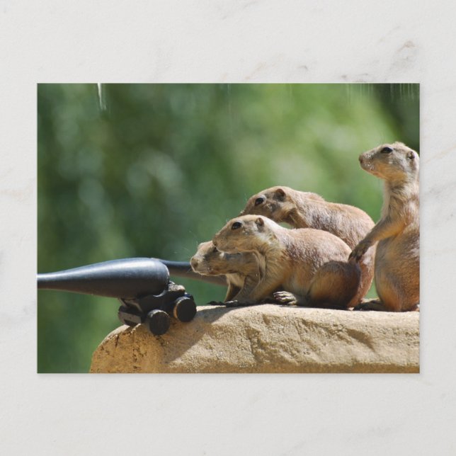Prairie Dog Soldiers Postcard (Front)