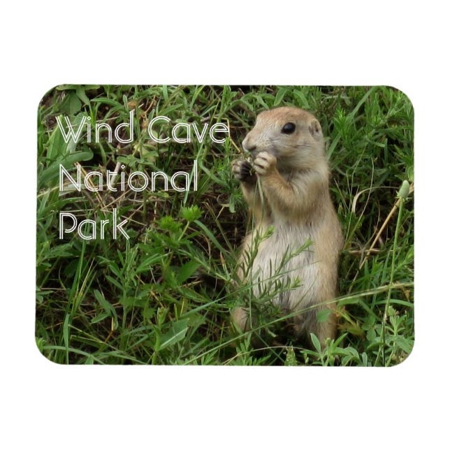 Prairie Dog Standing, Eating in Grass, Wind Cave Magnet (Horizontal)