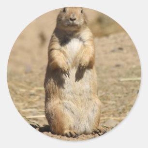 Prairie Dog Sticker