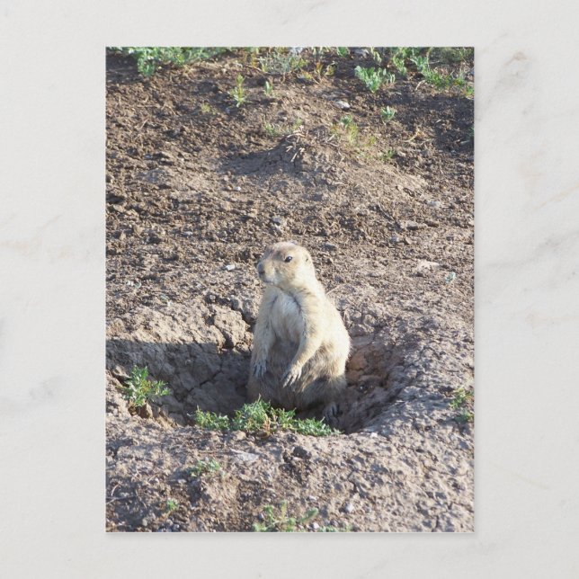 prairie dog, wildlife, cute critter, Wichita Mnts Postcard (Front)
