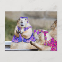 Prairie Dogs are GROOVY!