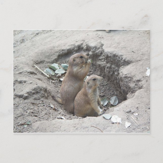 Prairie Dogs Postcard (Front)