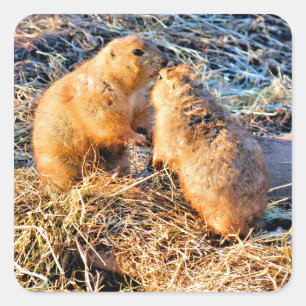 PRAIRIE DOGS SQUARE STICKER