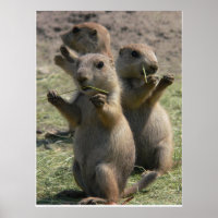 PRAIRIE DOGS THAT LUNCH