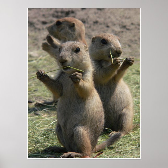 PRAIRIE DOGS THAT LUNCH POSTER (Front)