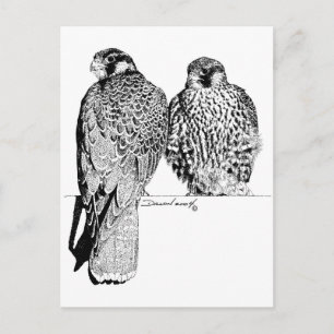 Prairie Falcons Postcard