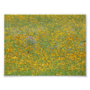 Prairie flowers photo print